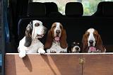 BASSET HOUND 044